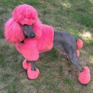 Meet your Posher, Deborah